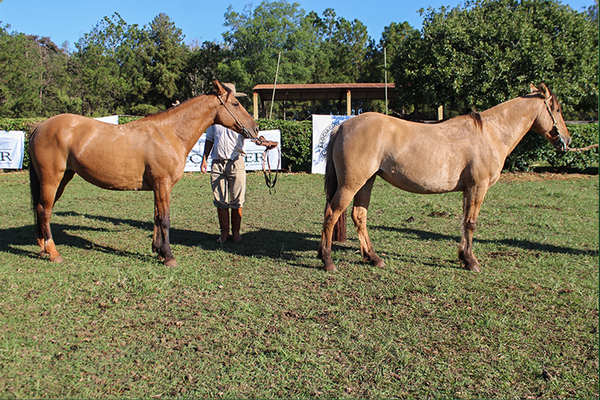 Lote CLE JEROVIA 235