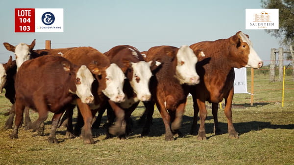 Lote LOTE 104/103 - VACAS BRAFORD GENERALES NUEVAS (S`15,16,17) PREÑADAS SERVICIO NATURAL