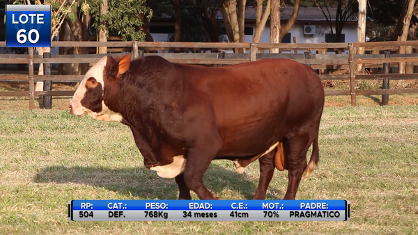 Lote TOROS BRAFORD  -LOTE 60
