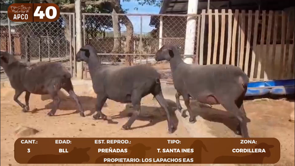 Lote LOTE 40 -POR PANTALLA