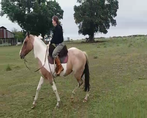 Lote (Vendido)Yegua de andar CRIOLLA, Colonia