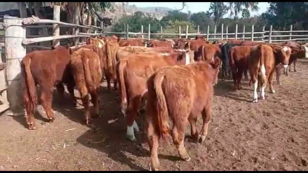 Lote 50 Ternero en Puchuncaví, V  Región Valparaíso