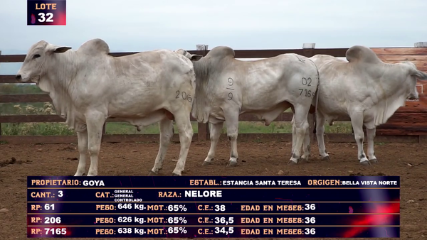 Lote GOYA SA - LOTE 32