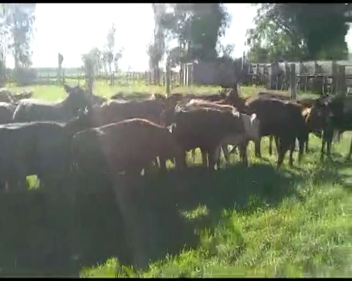 Lote 65 Terneros/as en Santo Tomé, Corrientes