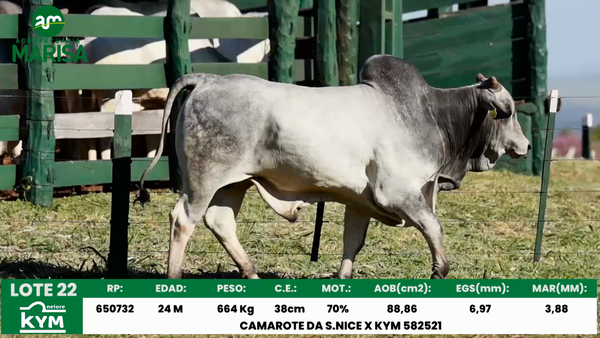 Lote Lote 22