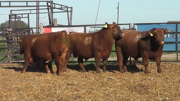 Lote TOROS ANGUS COLORADOS PC