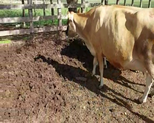 Lote 3 Vaca YERSEY 450kg - , San José