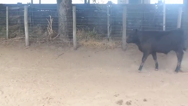 Lote 90 Terneros en Pirovano