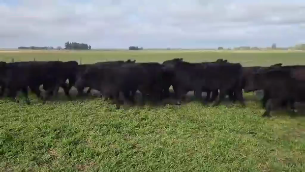 Lote 87 Novillitos