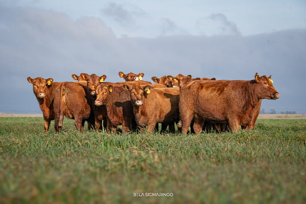 Lote VAQUILLONAS ANGUS COLORADAS PC C/GTÍA DE PREÑEZ