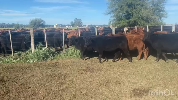 Lote 107 Terneros