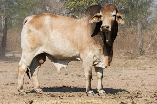 Lote Corral 18- CABAÑA DON TOMAS