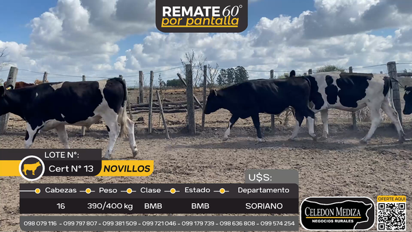 Lote 16 Novillos en Larrañaga, Soriano