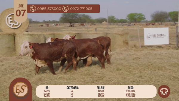 Lote TERNERAS BRAFORD CBO 5