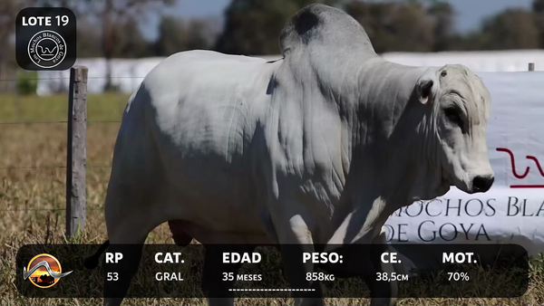 Lote LOTE 19