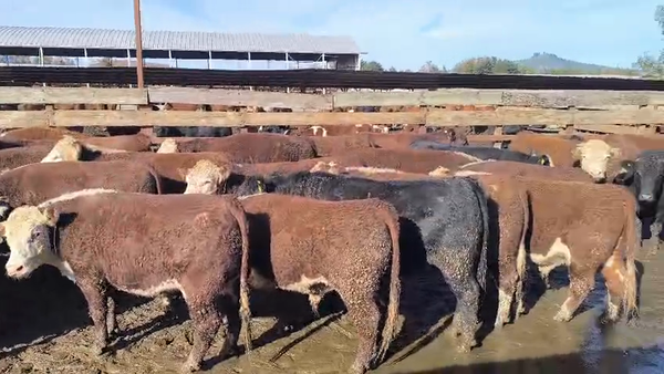 Lote 45 Novillo Gordo en Los Ángeles, VIII Región Biobío