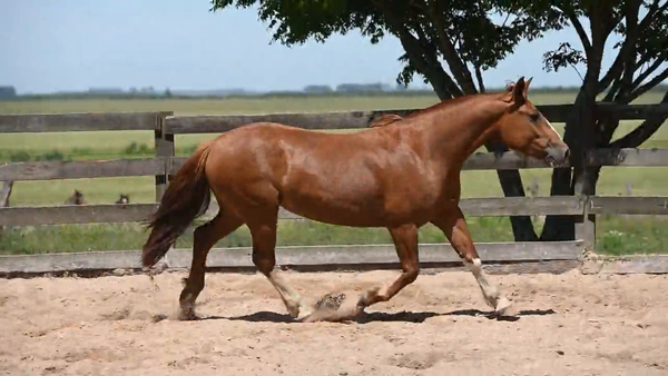 Lote CAÑADA  PENA  BRANCA