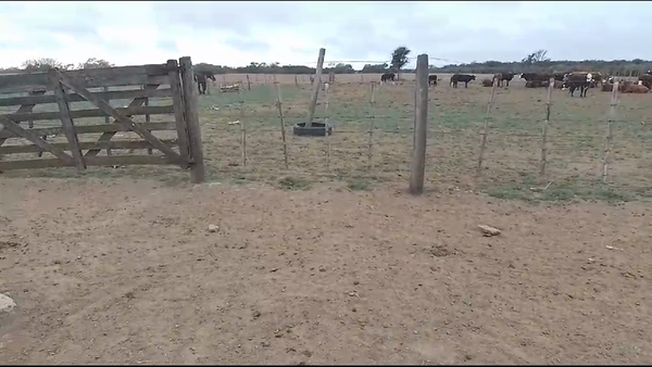 Lote 40 Vacas nuevas C/ cria en Ceres, Santa Fe