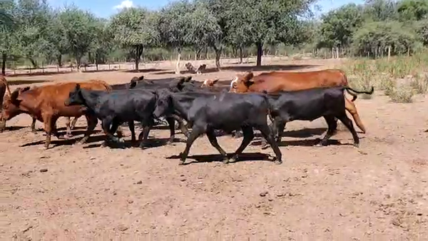 Lote 100 Terneros/as en Monte Quemado, Santiago del Estero