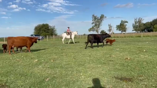 Lote 100 AL CTE. NUEVAS