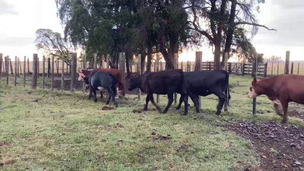 Lote VAQUILLONAS 1-2 AÑOS