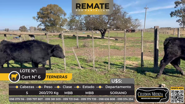 Lote 5Terneras en Soriano