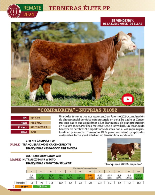 Lote TERNERAS PP