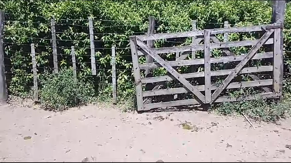 Lote 150 Novillitos en Pirané, Formosa