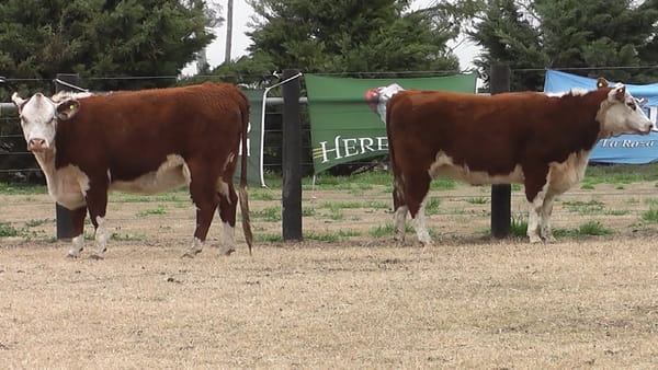 Lote VAQ.  P. HEREFORD PREÑADAS PARICION PRIMAVERA