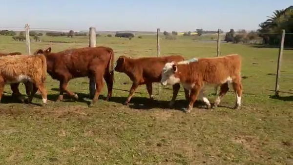Lote 9 Terneros HEREFORD 130kg - , San José