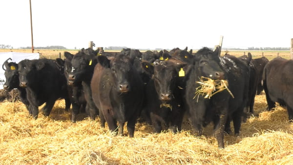 Lote Vaquillonas PC Negras Sin servicio