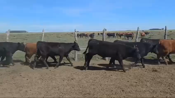 Lote 100 Terneros en San Salvador, Entre Ríos