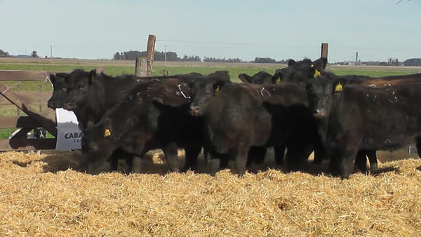 Lote VAQUILLONAS PREÑADAS NEGRAS