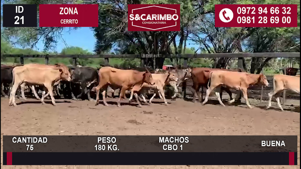 Lote 75 MACHOS CBO 1