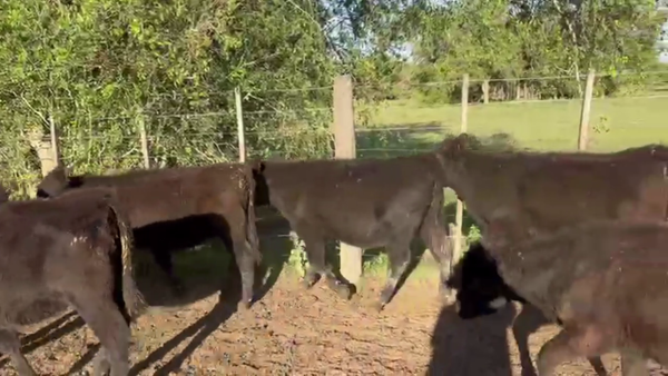 Lote 70 TERNS. HEMBRAS, MAGDALENA, BS. AS.