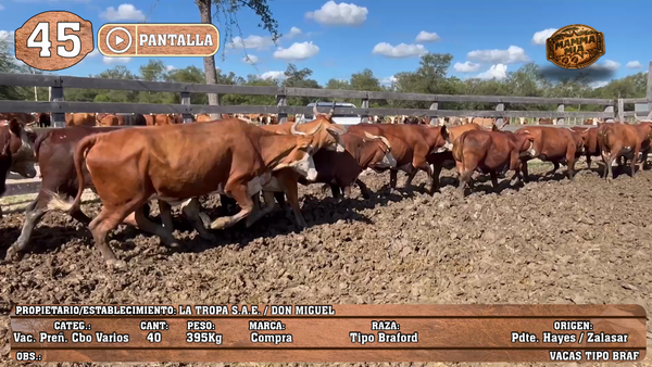 Lote LOTE 45 - POR PANTALLA