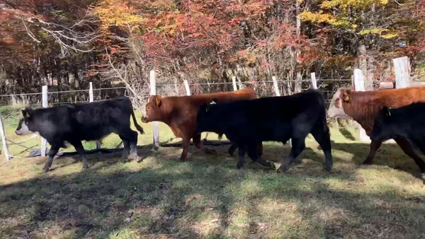 Lote 30 Ternero en Coyhaique, XI Región Aysén