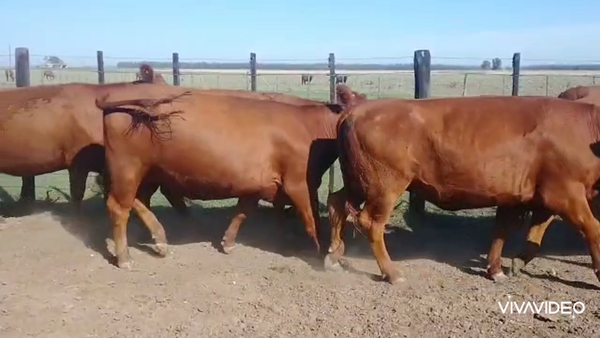 Lote 14 Vaquillonas C/ gtia de preñez en Gral. Belgrano, Buenos Aires