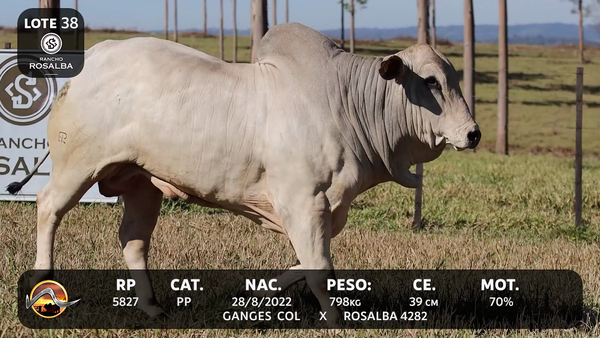 Lote LOTE 38