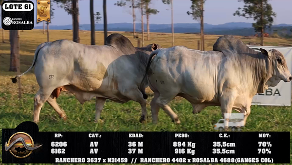 Lote LOTE 61