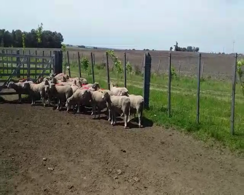 Lote (Vendido)25 Ovejas 50kg -  en PARAJE ZUNIN