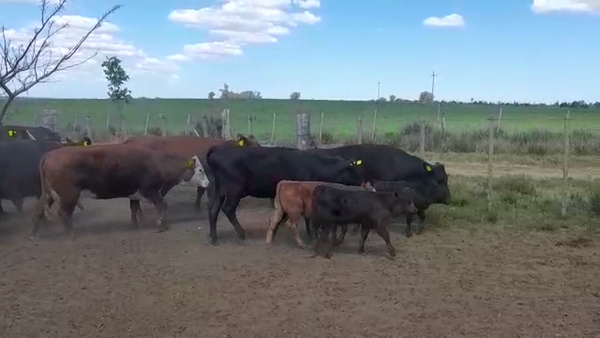 Lote (Vendido)20 Piezas de cría ANGUS/ HEREFORD en ZUNIN