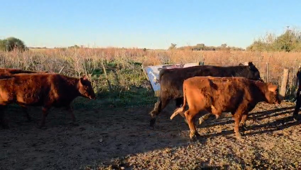 Lote 40 Novillitos