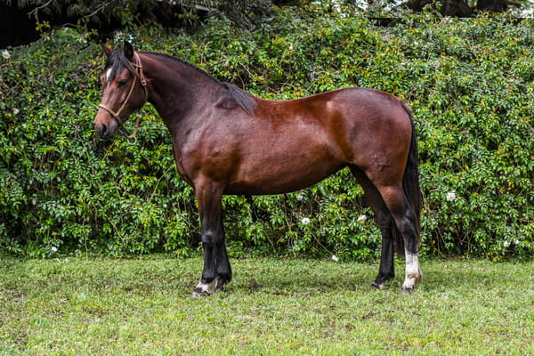 Lote RP  3522 - PORÁ JUJENA