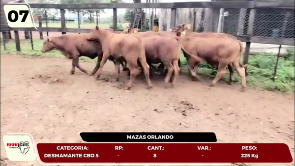 Lote LOTE 7- EN VIVO