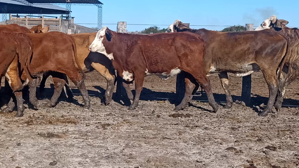 Lote 49 Vaquillonas de invernada en Corrientes, Curuzu Cuatia