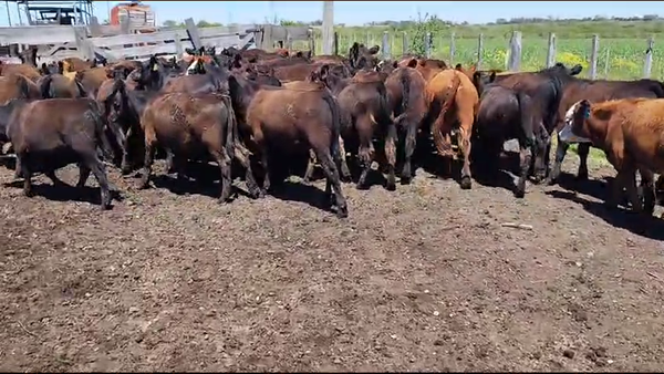Lote 55 Terneros/as en Concepción del Uruguay, Entre Ríos