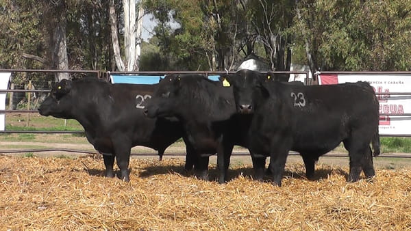 Lote TOROS ANGUS NEGROS PC