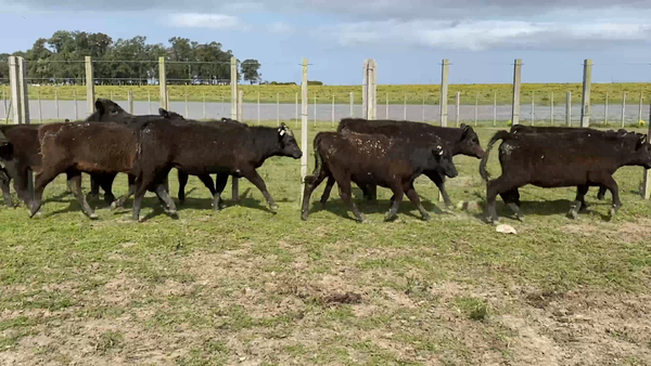 Lote 56 Terneras en Costas de Ayala, Treinta y Tres