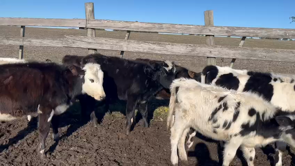 Lote 7 Terneras Cruzas en Ecilda